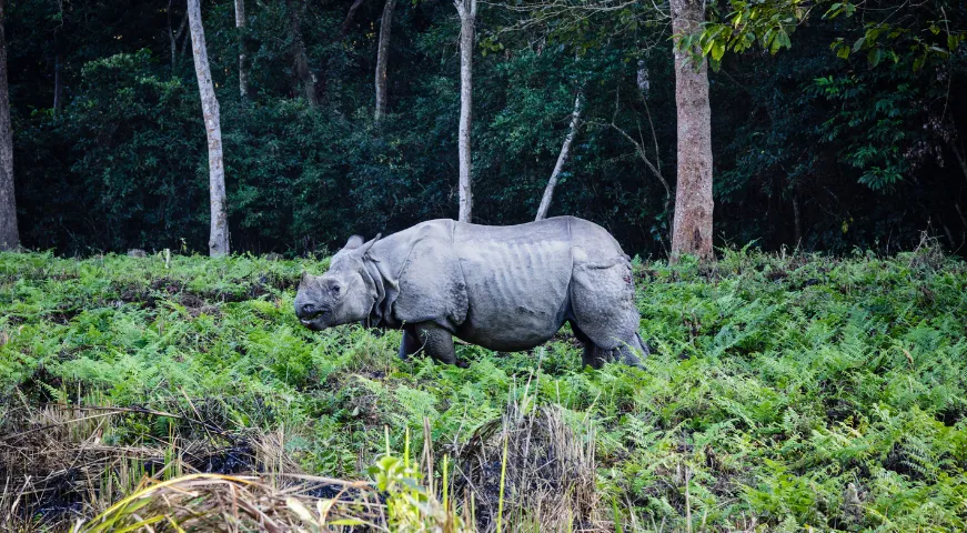 nepal-chitwan